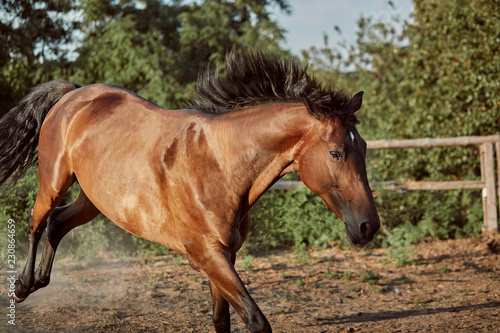 Horse running in the paddock on the sand in summer