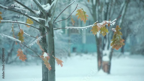 leaves on a tree in winter like a Christmas tree3 photo