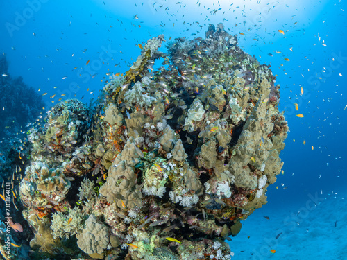 Fototapeta Naklejka Na Ścianę i Meble -  Red Sea Underwater World