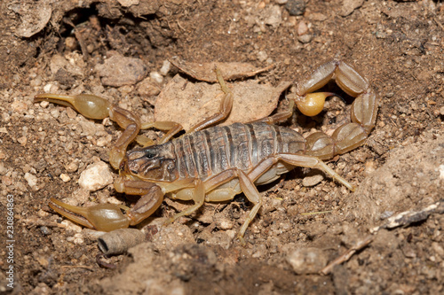 Plakat Scorpion au repos