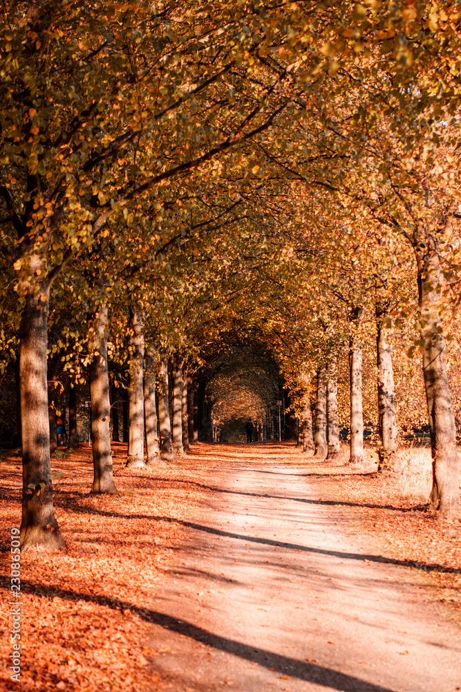 Naklejka premium Endless road walk way avenue with colorful red autumn trees
