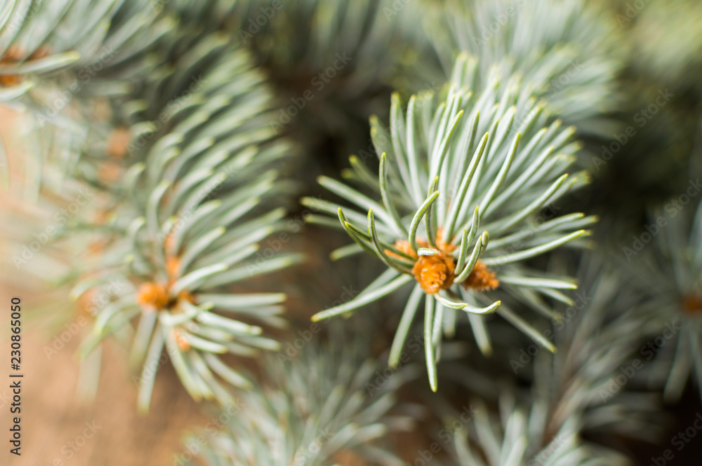 Green fir branch on the wooden table Green fir branch on the wooden table