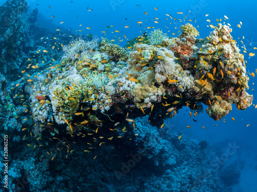 Fototapeta Naklejka Na Ścianę i Meble -  Red Sea Underwater World