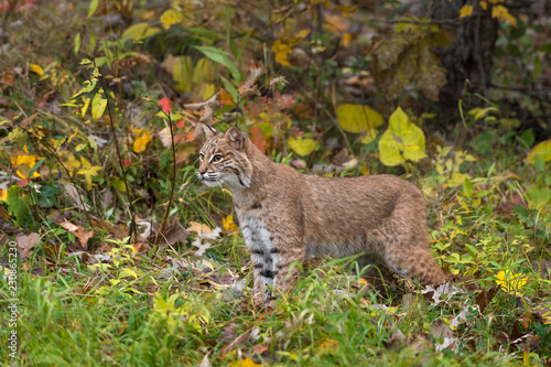 Bobcat (Lynx rufus) Stands in Autumn Grasses © hkuchera