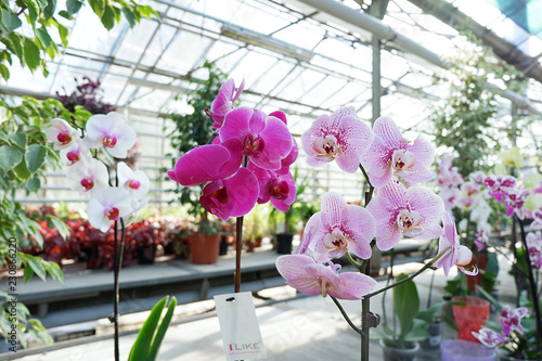 Pink Phalaenopsis in the nursery. Delicate orchid flower photo