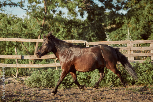 Tethered brown pony running in the paddock.