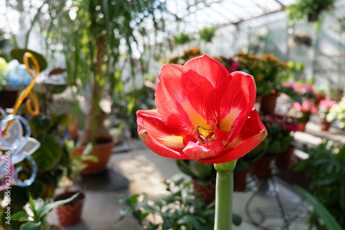 Hippeastrum. Red Amaryllis Flower