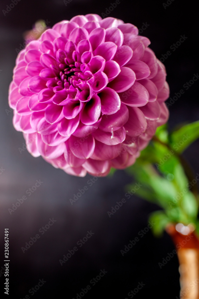 Fresh Dahlia flower Pink Dahlia flower with water drop on black background.