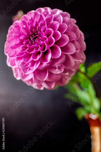 Fototapeta Naklejka Na Ścianę i Meble -  Fresh Dahlia flower Pink Dahlia flower with water drop on black background.