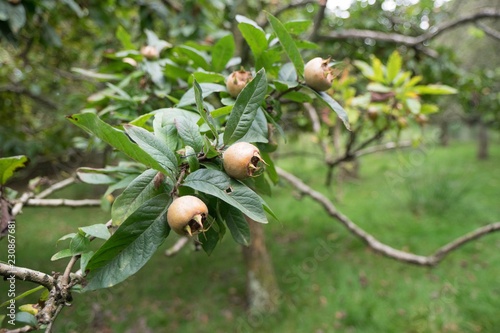 Medlar tree