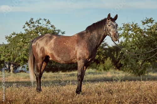 Portrait of bay horse in summer on the field