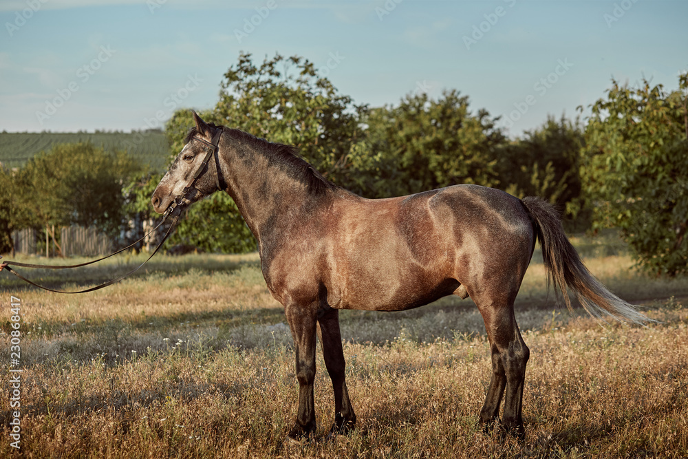 Portrait of bay horse in summer on the field
