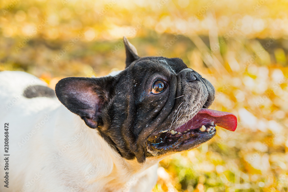 French bulldog on a autumnal nature background.