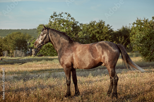Portrait of bay horse in summer on the field © nazarovsergey