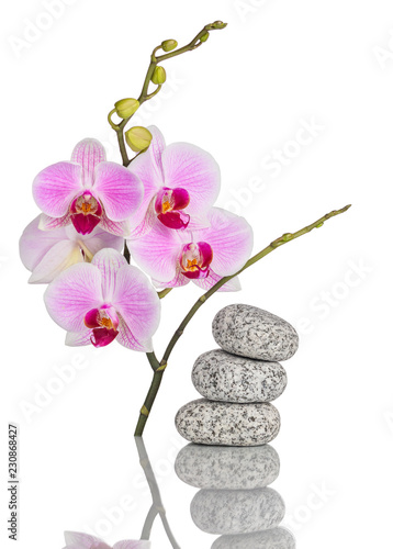 Inflorescence of butterfly orchid and massage stones with reflection isolated on white background