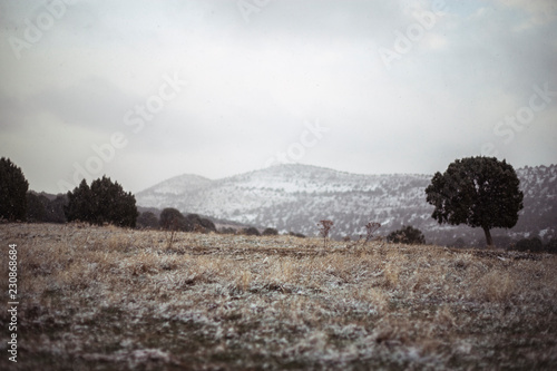 snowy landscape