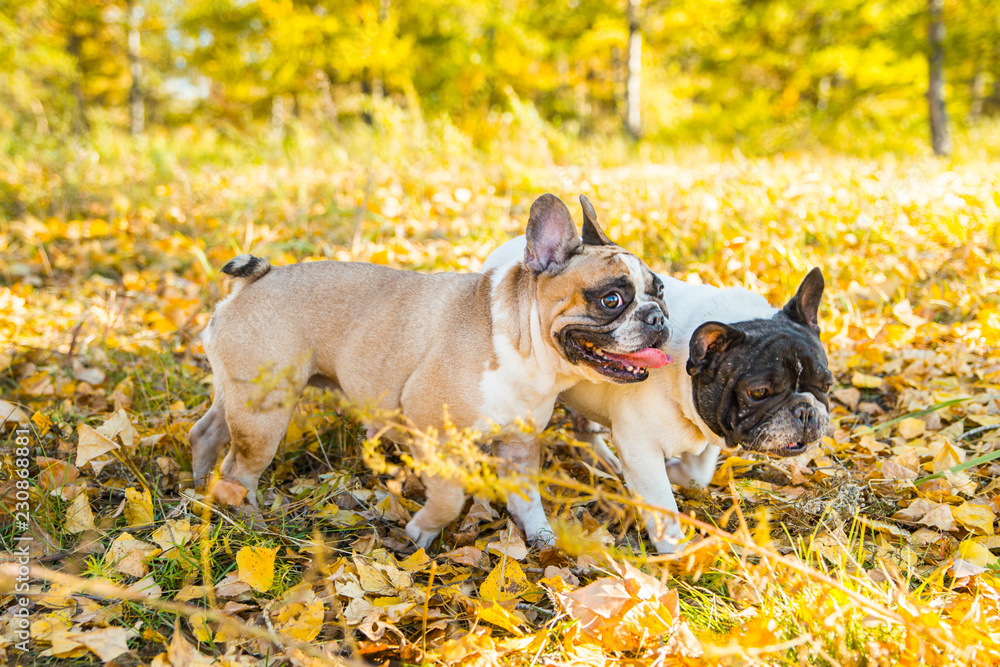 Two french bulldogs on a autumnal nature background.