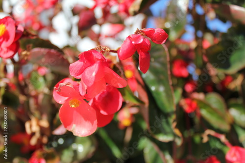 Red flowers