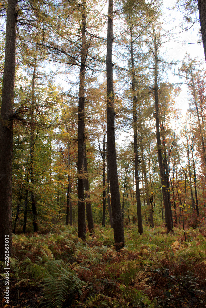Bäume im Herbstwald Bäume im Herbstwald