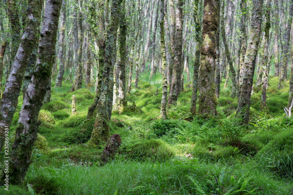 Obraz premium Glendalough