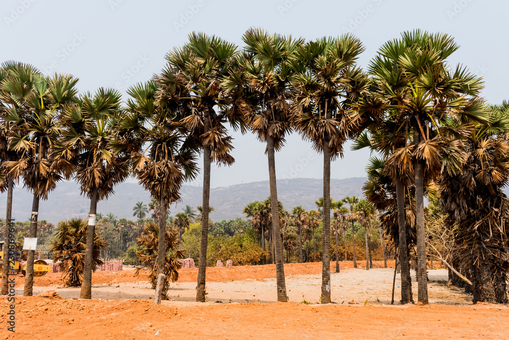 Green palm trees grow out of the red sand on the background of the blue sky with small village beach. Green palm trees grow out of the red sand on the background of the blue sky with small village beach.