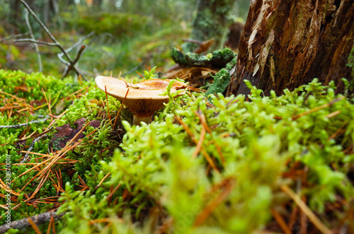 Milk mushroom (Lactarius vellereus) on moss in forest close-up photo with short focus, Nature of Sweden photo