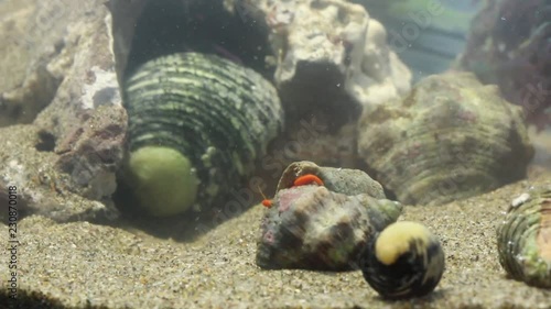 Social group of hermit crabs photo