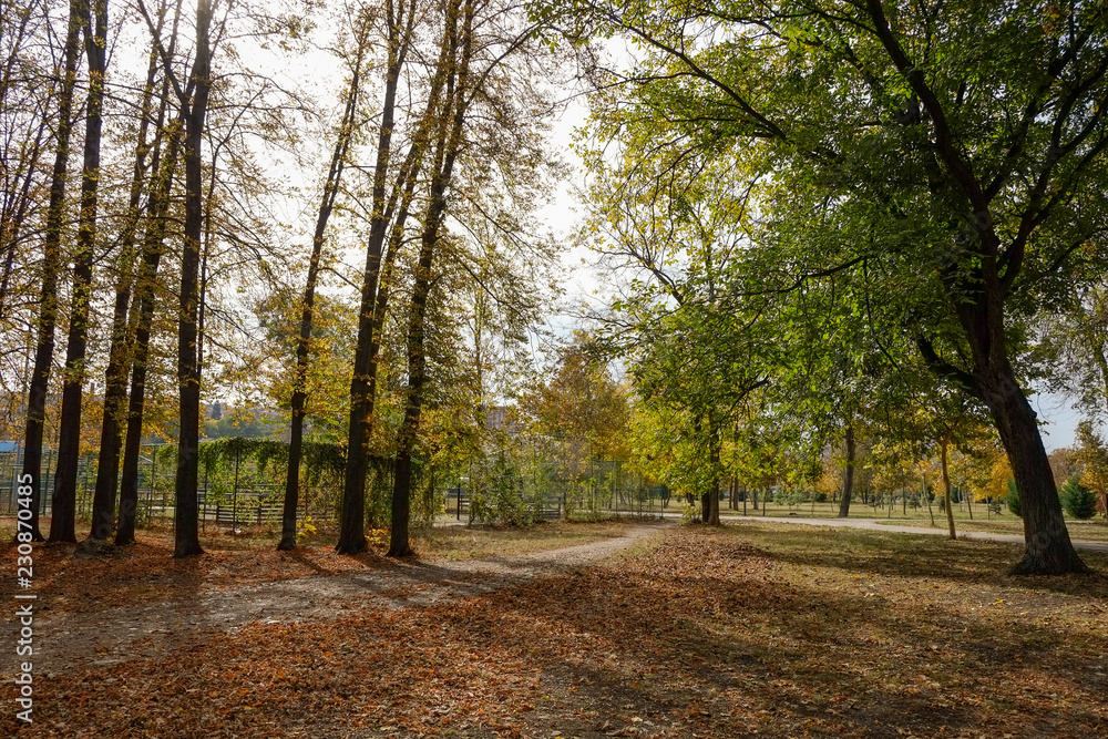 Fototapeta premium autumn in the park
