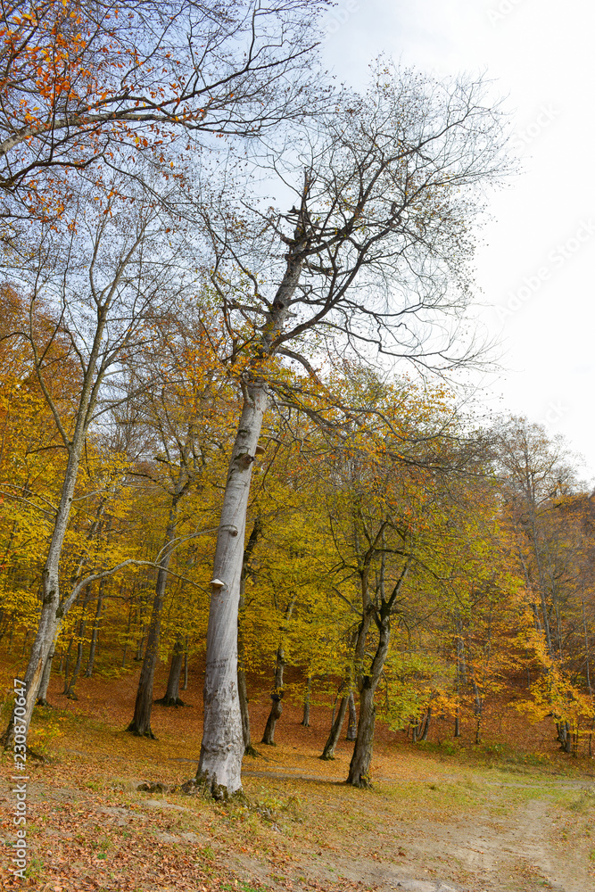 Fototapeta premium Colorful autumn landscape with lake. Armenia