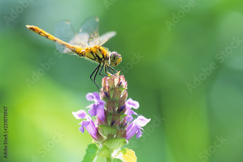A dragonfly on Prunella vulgaris - ウツボグサとトンボ