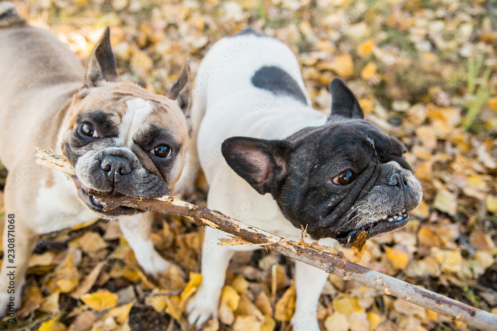 Two french bulldogs playing with stick on a autumnal nature background.