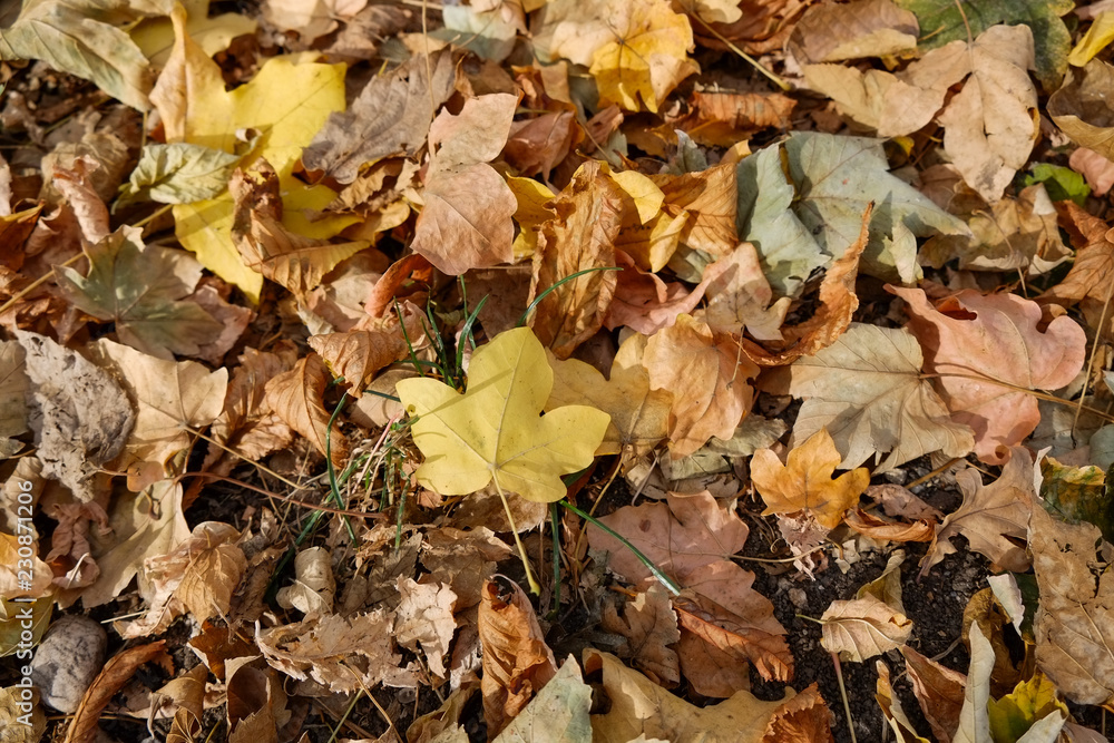 Autumn leaves closeup in the sunny park
