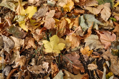 Autumn leaves closeup in the sunny park