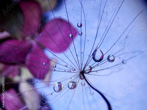 drops of rain on the seed of the plant 