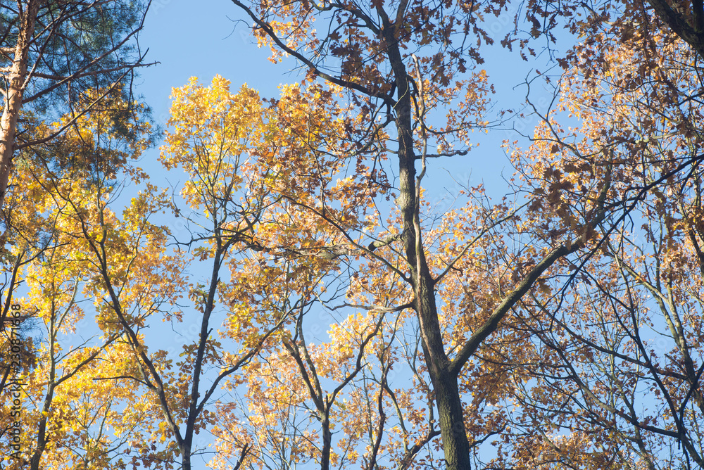 autumn oak tree branches against blue sky