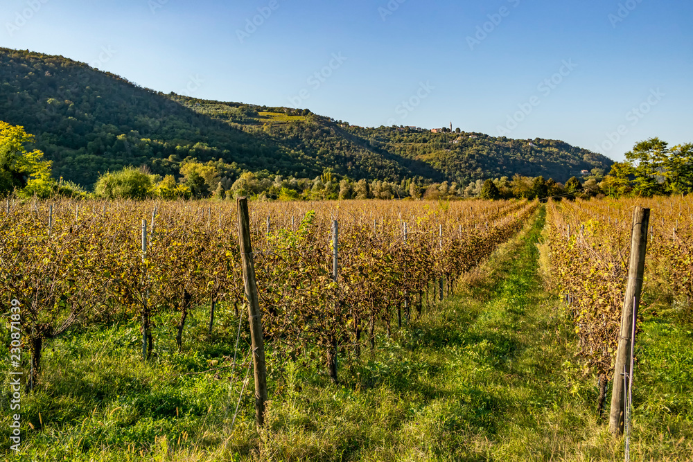 Grape vineyard in the Berici Hills of Vicenza, Veneto - Italy