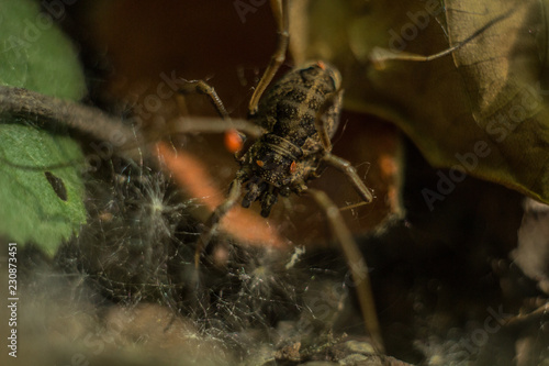  spider, creepy, poisonous, pest, widow, typical, red, silk, nuisance, environmental, strong, active, venom, identification, debris, black, research, safety, dangerous, web, textbook, science, eerie,  © Rahib