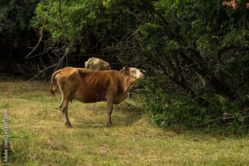 Cows in a fresh grassy field on a clear day