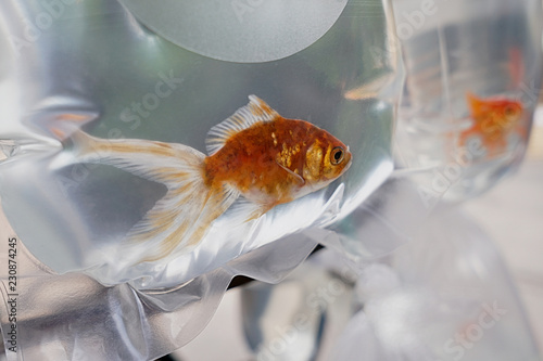 goldfish in bag with water