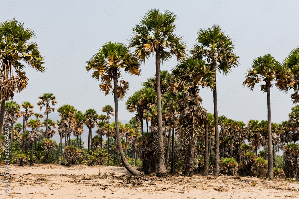 Green palm trees grow out of the red sand on the background of the blue sky with small village beach.