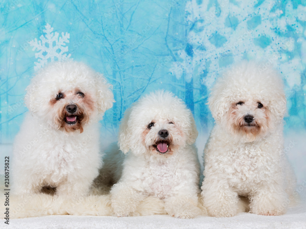 Bichon Frise dog portrait. Image taken in a studio. Bichon Frise dog portrait. Image taken in a studio.