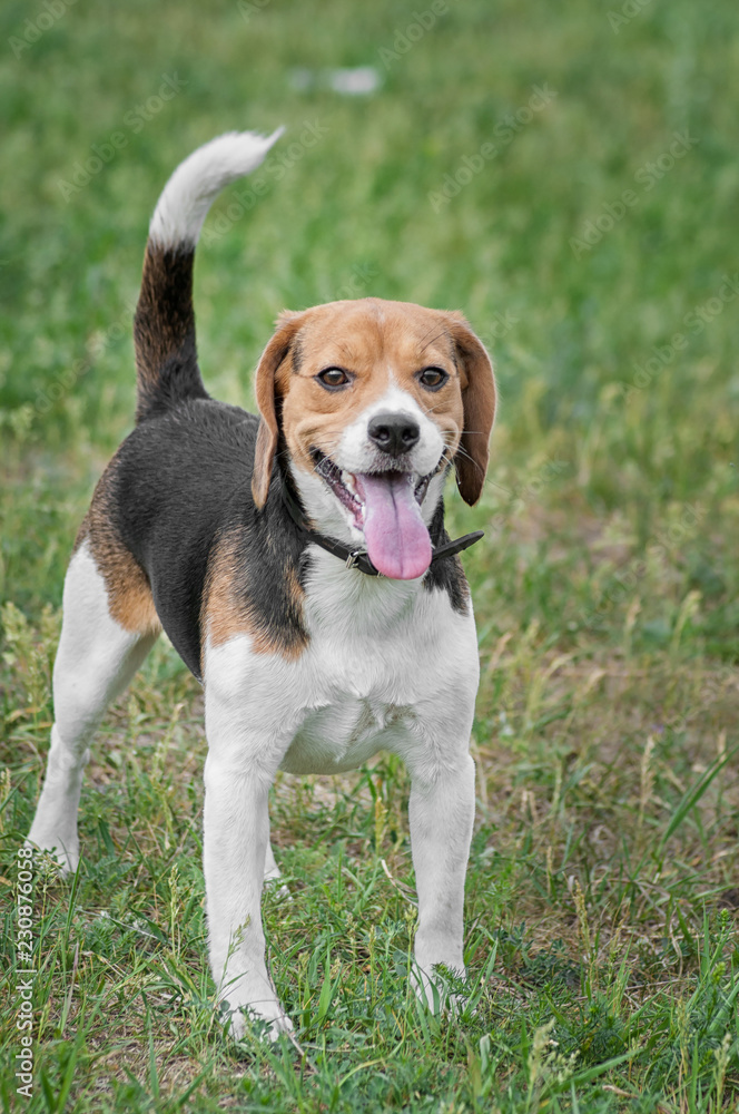 happy beagle dog standing on grass in summer