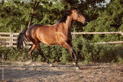 Horse running in the paddock on the sand in summer © nazarovsergey