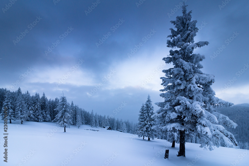 Landscape in winter mountains. View of snow-covered tall firs and impassable snowdrifts. Snow thick layers lie on the branches of trees. Nature on winter. Landscape in winter mountains. View of snow-covered tall firs and impassable snowdrifts. Snow thick layers lie on the branches of trees. Nature on winter.