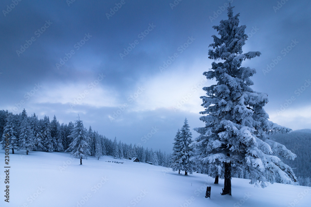 Landscape in winter mountains. View of snow-covered tall firs and impassable snowdrifts. Snow thick layers lie on the branches of trees. Nature on winter.