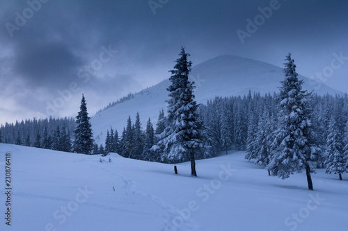 Landscape in winter mountains. View of snow-covered tall firs and impassable snowdrifts. Snow thick layers lie on the branches of trees. Nature on winter.