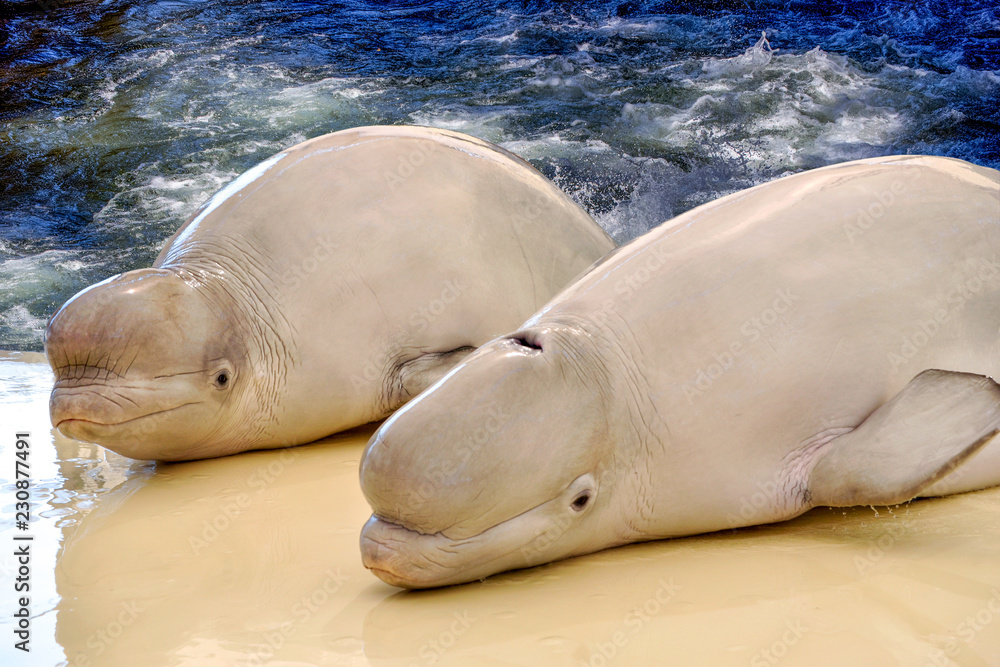 Fototapeta premium White whales in delphinapterus.