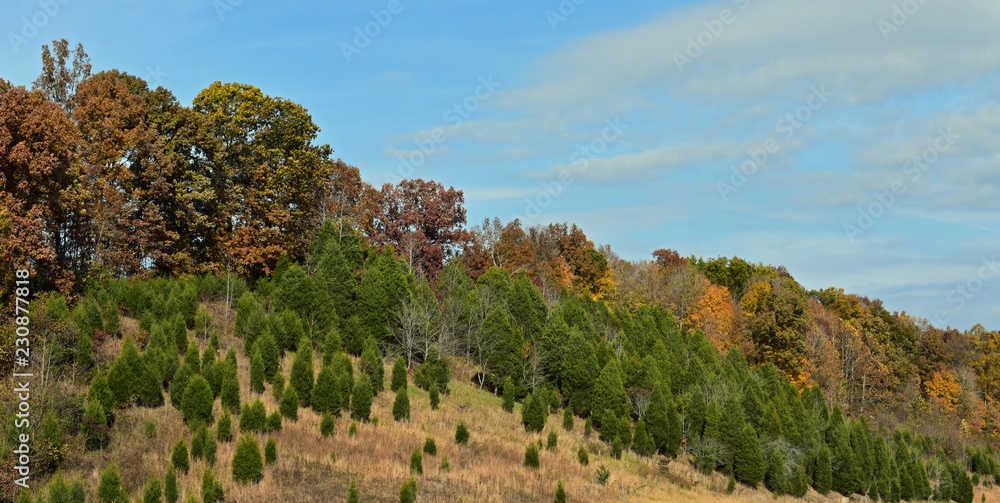 evergreens on the Autumn hillside