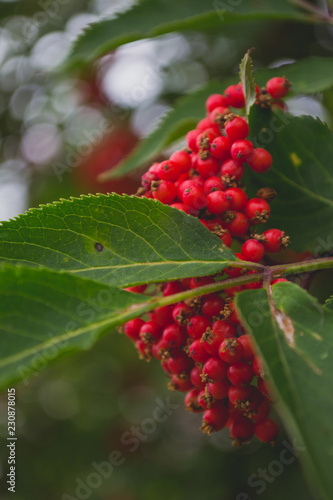 red berries on a branch