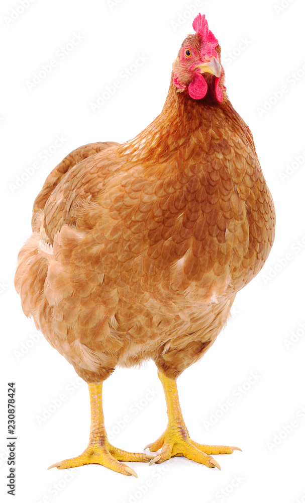 Fototapeta premium Brown hen isolated.